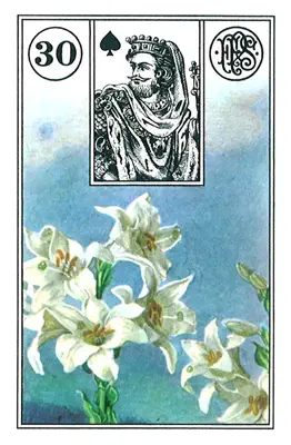 Lenormand-Karte Die Lilie — eine weiße Lilie als Symbol für Reinheit und Tugend